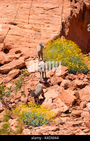 Foto von Desert Bighorn Schafe (Ovis canadensis nelsoni) in der Valley of Fire State Park, in der Nähe von Overton, Nevada, USA. Stockfoto