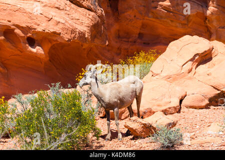 Foto von Desert Bighorn Schafe (Ovis canadensis nelsoni) in der Valley of Fire State Park, in der Nähe von Overton, Nevada, USA. Stockfoto