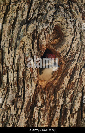 Junge große Specht, Dendrocopos major, in nest Loch in wilden Birnbaum beschmutzt, Pyrus sp., Sardinien, Italien Stockfoto