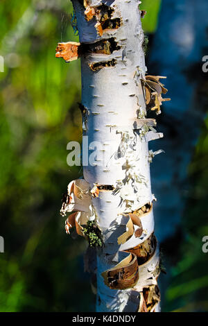 Detailansicht der peeling Rinde eines Birke Baumstamm. Stockfoto