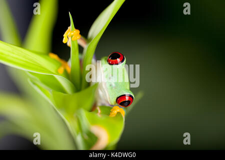 Red Eyed Tree Frog auf Bambus Zweig Stockfoto