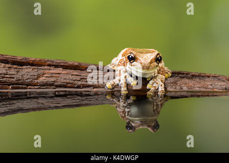 Die Mission golden-eyed Tree Frog oder Amazon Milch Frosch (Trachycephalus resinifictrix) ist eine große Laubfrosch des Amazonas Regenwaldes Stockfoto