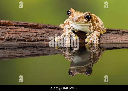 Die Mission golden-eyed Tree Frog oder Amazon Milch Frosch (Trachycephalus resinifictrix) ist eine große Laubfrosch des Amazonas Regenwaldes Stockfoto