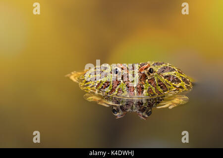 Reich verzierte gehörnten Frosch oder Pacman frog in goldenen Gewässern wider Stockfoto