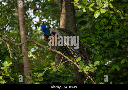 Ein indischer Pfau Vogel auf einem Baum Stockfoto