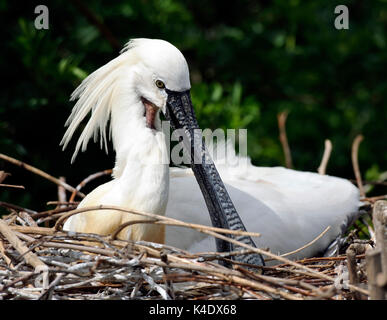 Nach gemeinsamen Löffler (Platalea leucorodia) im Nest, der Zoo von Chester, Vereinigtes Königreich. Stockfoto