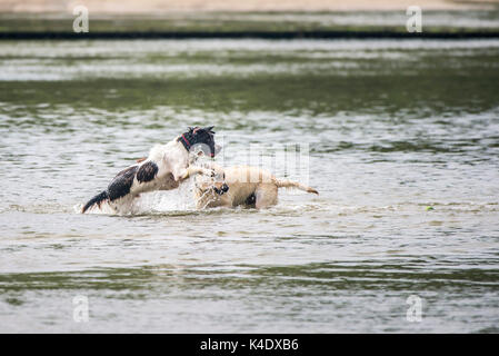 Gannel Mündung - zwei Hunde spielen in den Fluss Gannel bei Ebbe in Newquay, Cornwall. Stockfoto