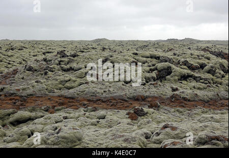 Island, Lava Steinen bedeckt mit Isländisch Moos, Südosten Stockfoto