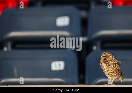 Eine Eule, die im Stadion Hereo de Nacozari auf dem Hof bei den Parteien der Maroons der mexikanischen Fußball-Liga wird angezeigt. Hermosillo Stockfoto