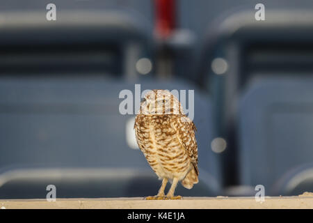 Eine Eule, die im Stadion Hereo de Nacozari auf dem Hof bei den Parteien der Maroons der mexikanischen Fußball-Liga wird angezeigt. Hermosillo Stockfoto