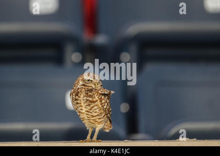 Eine Eule, die im Stadion Hereo de Nacozari auf dem Hof bei den Parteien der Maroons der mexikanischen Fußball-Liga wird angezeigt. Hermosillo Stockfoto