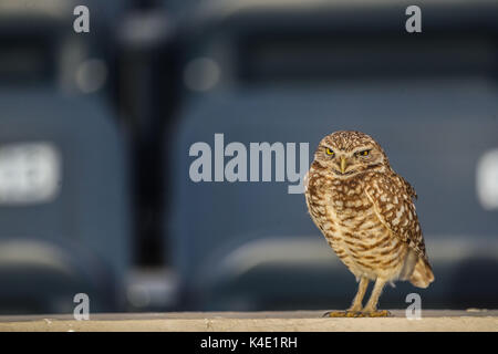 Eine Eule, die im Stadion Hereo de Nacozari auf dem Hof bei den Parteien der Maroons der mexikanischen Fußball-Liga wird angezeigt. Hermosillo Stockfoto