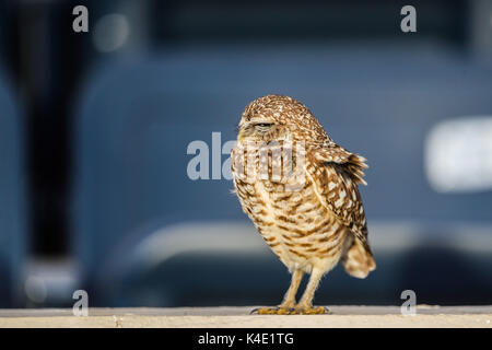 Eine Eule, die im Stadion Hereo de Nacozari auf dem Hof bei den Parteien der Maroons der mexikanischen Fußball-Liga wird angezeigt. Hermosillo Stockfoto