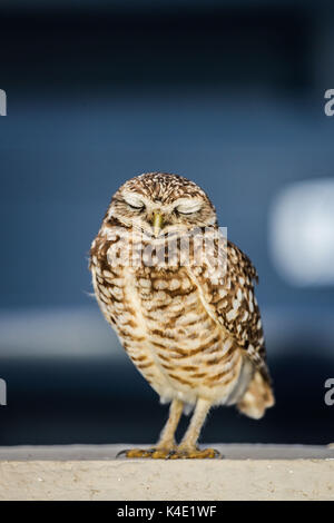 Eine Eule, die im Stadion Hereo de Nacozari auf dem Hof bei den Parteien der Maroons der mexikanischen Fußball-Liga wird angezeigt. Hermosillo Stockfoto