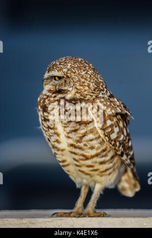 Eine Eule, die im Stadion Hereo de Nacozari auf dem Hof bei den Parteien der Maroons der mexikanischen Fußball-Liga wird angezeigt. Hermosillo Stockfoto