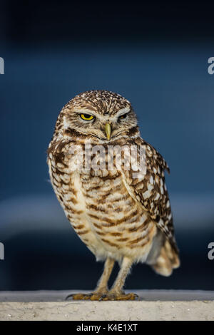 Eine Eule, die im Stadion Hereo de Nacozari auf dem Hof bei den Parteien der Maroons der mexikanischen Fußball-Liga wird angezeigt. Hermosillo Stockfoto