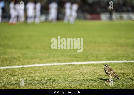 Eine Eule, die im Stadion Hereo de Nacozari auf dem Hof bei den Parteien der Maroons der mexikanischen Fußball-Liga wird angezeigt. Hermosillo Stockfoto