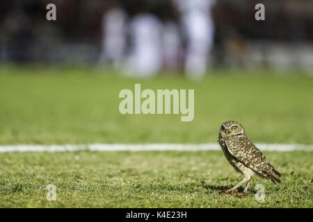 Eine Eule, die im Stadion Hereo de Nacozari auf dem Hof bei den Parteien der Maroons der mexikanischen Fußball-Liga wird angezeigt. Hermosillo Stockfoto