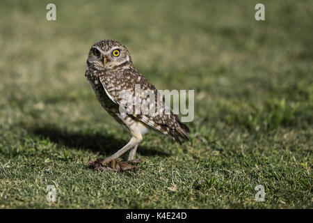 Eine Eule, die im Stadion Hereo de Nacozari auf dem Hof bei den Parteien der Maroons der mexikanischen Fußball-Liga wird angezeigt. Hermosillo Stockfoto