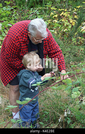 Junge Kommissionierung Brombeeren mit Großvater Stockfoto