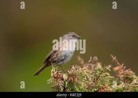 Dunnock, Phasianus colchicus, Portrait von einzelnen Erwachsenen auf Bush thront. Schottland, Großbritannien. Stockfoto