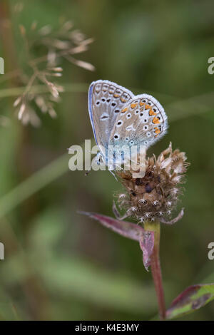 Gemeinsame Blauer Schmetterling, Polyommatus Icarus, Alleinstehenden ruht auf getrocknete Gemeinsame Flockenblume Centaurea nigra, Blume, Kopf. Worcestershire, Großbritannien. Stockfoto