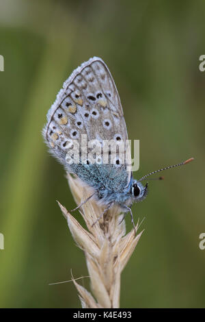 Gemeinsame Blauer Schmetterling, Polyommatus Icarus, Alleinstehenden ruht auf getrocknetem Gras. Worcestershire, Großbritannien.