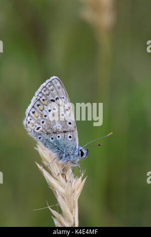 Gemeinsame Blauer Schmetterling, Polyommatus Icarus, Alleinstehenden ruht auf getrocknetem Gras. Worcestershire, Großbritannien. Stockfoto