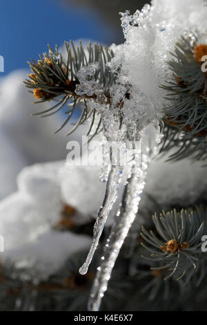 Eiszapfen hängen von der Pine Tree Stockfoto