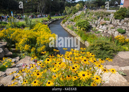 BOURNEMOUTH, UK - 17. AUGUST 2017: ein viewwild Blumen in der Pavilion Gardens in der Küstenstadt Bournemouth, Dorset, am 17. August 2017. Stockfoto