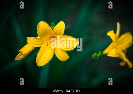 Gelbe taglilien. Hemerocallis lilioasphodelus. Natürliche verschwommen dunkel grünen Hintergrund. Stockfoto