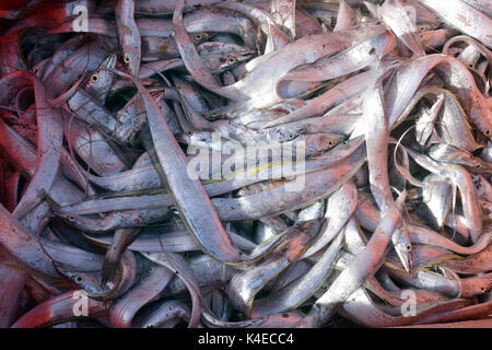 Mumbai, Indien. 5. September 2017. Koli Angeln Gemeinschaft Mann und Frauen an versova Fischmarkt in Mumbai. Stockfoto
