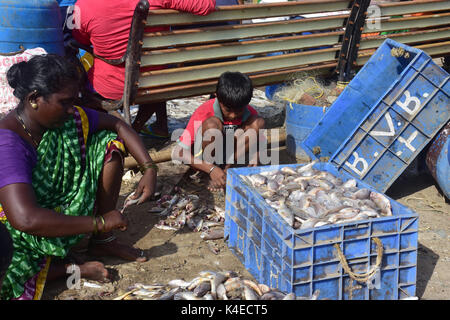 Mumbai, Indien. 5. September 2017. Koli Angeln Gemeinschaft Mann und Frauen an versova Fischmarkt in Mumbai. Stockfoto
