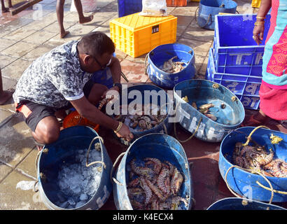 Mumbai, Indien. 5. September 2017. Koli Angeln Gemeinschaft Mann und Frauen an versova Fischmarkt in Mumbai. Stockfoto