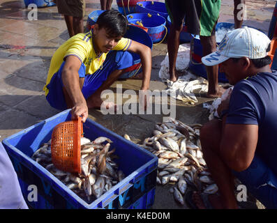 Mumbai, Indien. 5. September 2017. Koli Angeln Gemeinschaft Mann und Frauen an versova Fischmarkt in Mumbai. Stockfoto
