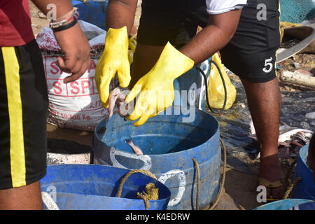 Mumbai, Indien. 5. September 2017. Koli Angeln Gemeinschaft Mann und Frauen an versova Fischmarkt in Mumbai. Stockfoto