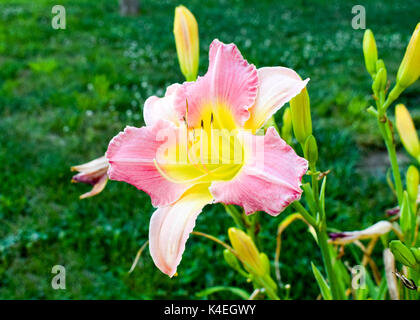 Nahaufnahme einer rosa und gelb daylily Stockfoto