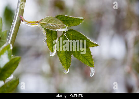 Eisige Blätter der Bäume nach Ice Storm. Gefrierender Regen, Naturkatastrophen Stockfoto