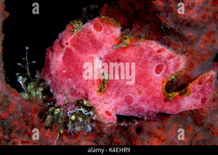 Rundflecken-anglerfisch blending auf rosa Koralle Stockfoto