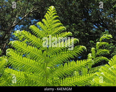 Pulsierende grüne dreieckige Wedel von baumfarn Dicksonia antarctica in Cumbria, England, Großbritannien Stockfoto