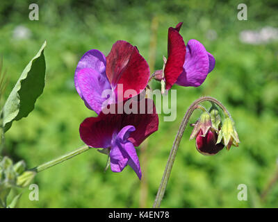 Lila und dunkelroten Blüten von Sweet pea (Lathyrus Odoratus) in Cumbria, England, Großbritannien Stockfoto