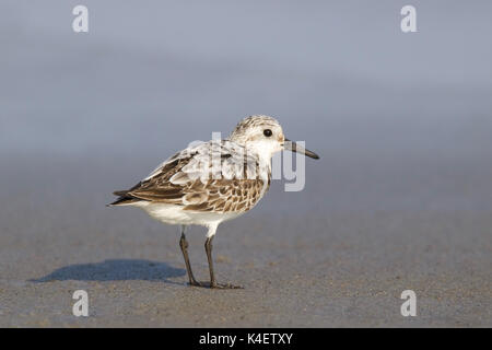 Ein sanderling Nahrungssuche am Ufer Stockfoto