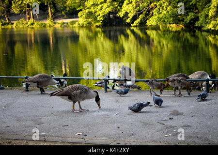 Enten und Tauben werden von See an auf der Spee cher Graben (Park) in Düsseldorf geführt. Stockfoto