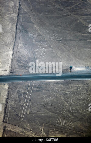 Panamericana Sezieren des Alten geoglyph der Eidechse, und Baum, Nazca Lines, in der Nähe von Nazca, ICA-Region, Peru, Südamerika - Antenne Stockfoto