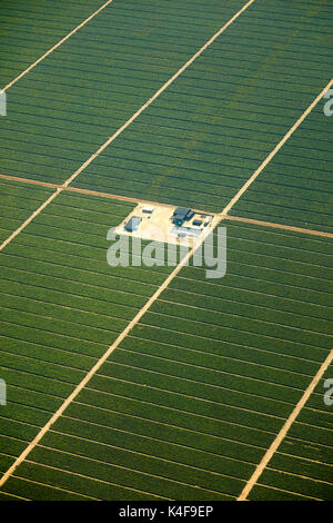 Riesige Plantage in der Wüste am Rande von Ica, Peru, Südamerika - Antenne Stockfoto