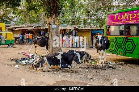 JAIPUR, INDIEN - 25. AUGUST 2017: Eine Gruppe von Streunenden Kühen in der Mitte der Müll auf den Straßen von Indien sitzen Stockfoto