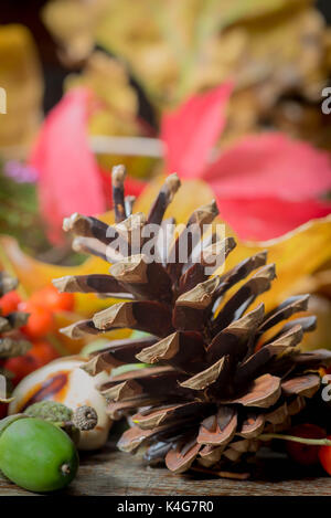 Pine Cone auf Defokussierten bunten Hintergrund closeup Stockfoto