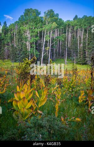 Der pecos Wilderness ist eine geschützte Wildnis im Santa Fe National Forest und Carson National Forest. Stockfoto