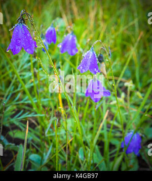 Campanula ist einer von mehreren Gattungen in der Familie mit dem gemeinsamen Namen Campanulaceae Glockenblume. Stockfoto