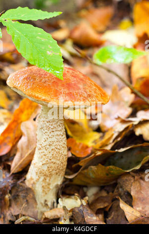 Genießbare Waldpilz orange-cap Steinpilze (Leccinum aurantiacum) wachsen in den Wald. Vorderansicht Closeup Stockfoto